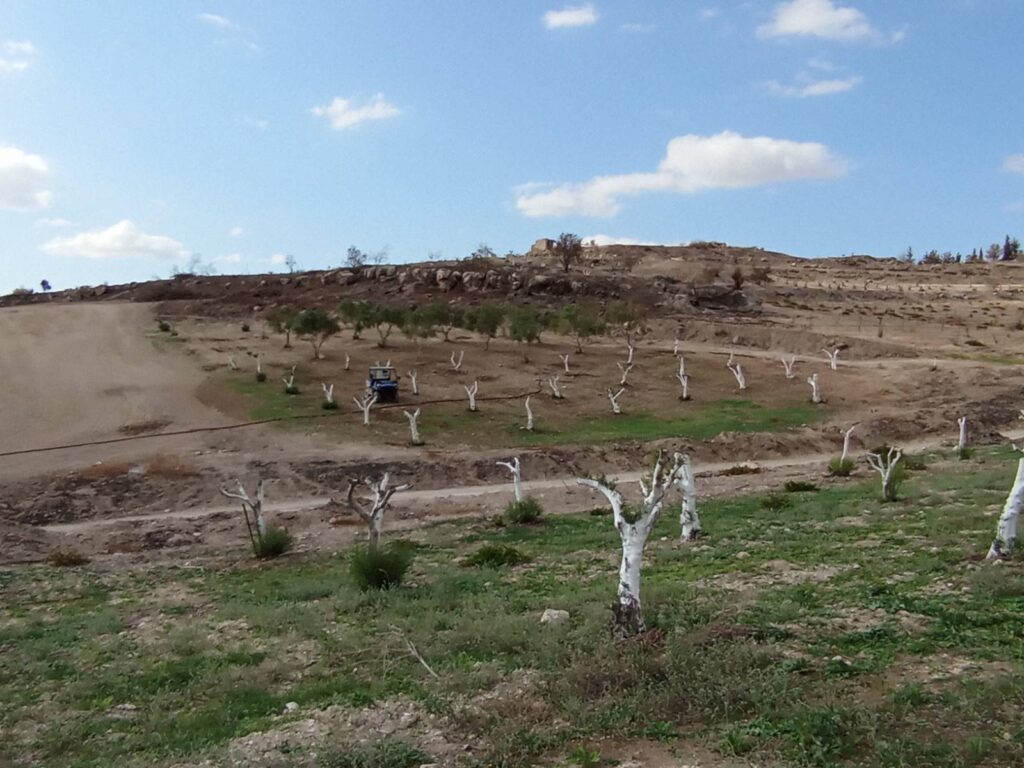 Faire repartir les oliviers